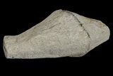 Rare Petrified Snakewood (Mennegoxylon) Limb Section - Texas #166445-1